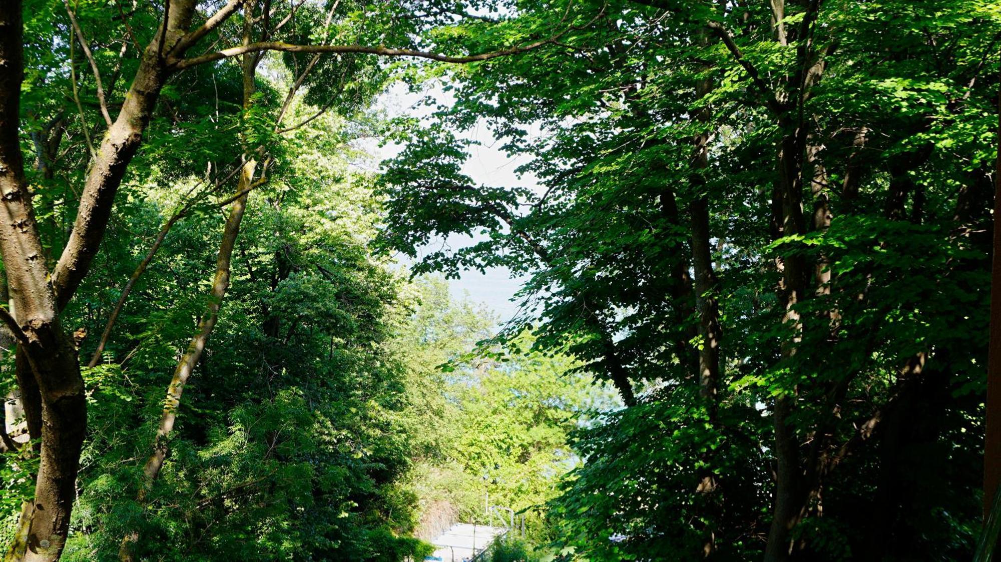 Бяла Клиф Форест - Byala Cliff Forest Exteriör bild